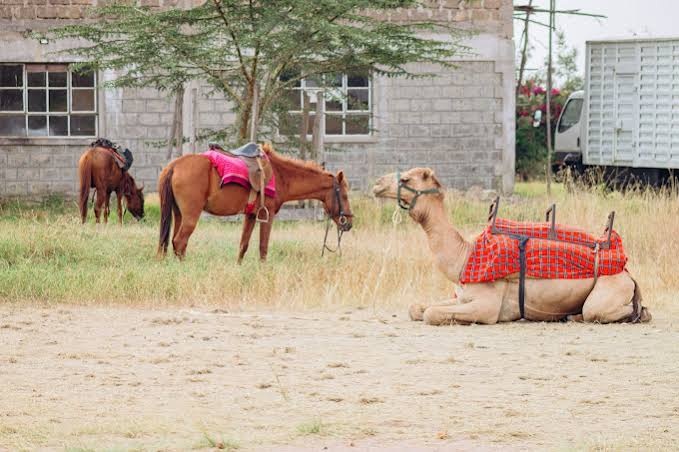 Camel Riding Experience for Hire for hire — kids party