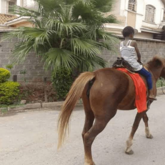 Horse & Camel Riding for Hire - view 2