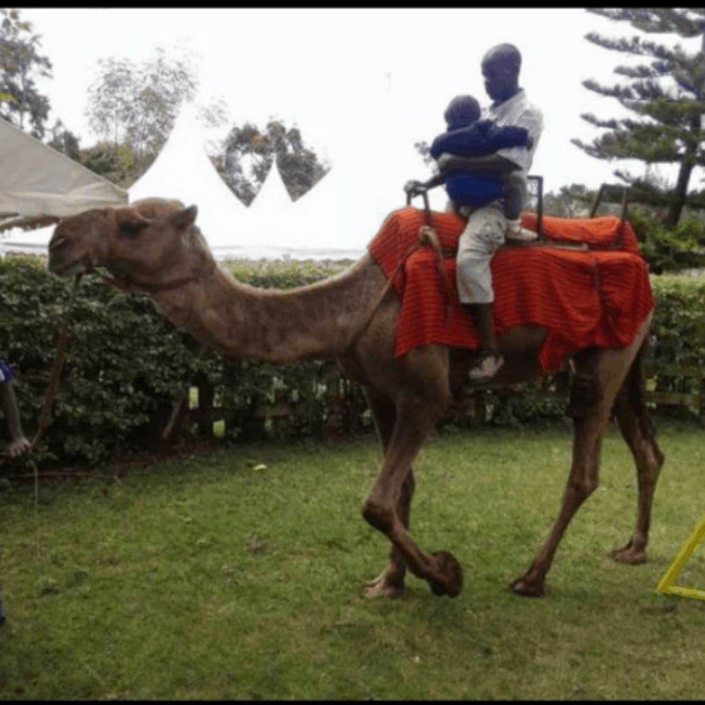 Horse & Camel Riding for Hire - view 3