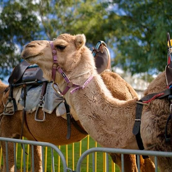 Horse & Camel Riding for Hire - view 4