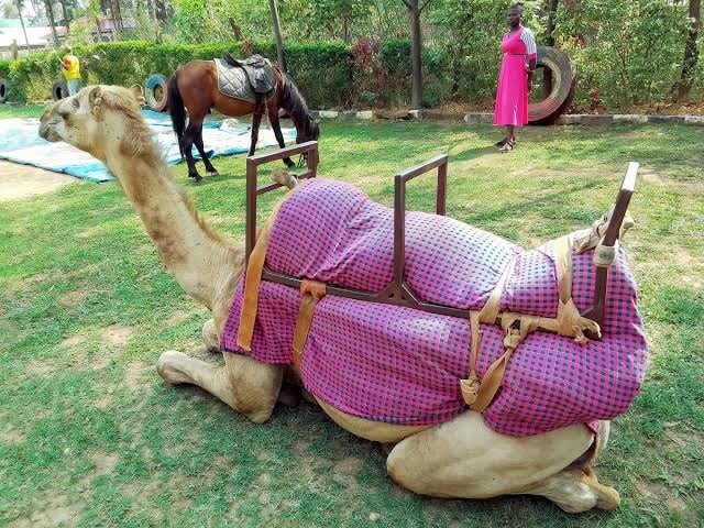 Horse & Camel Riding for Hire - view 6