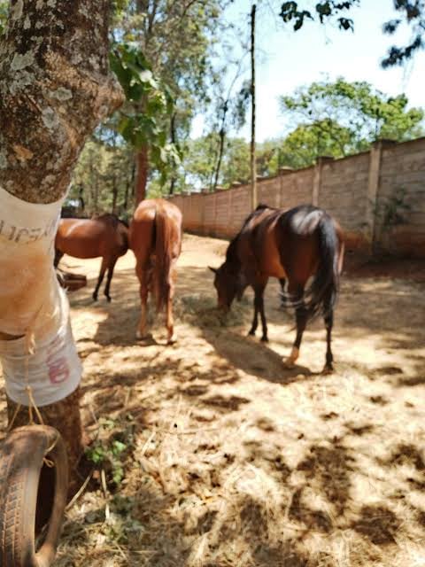 Horse & Camel Riding for Hire - view 7