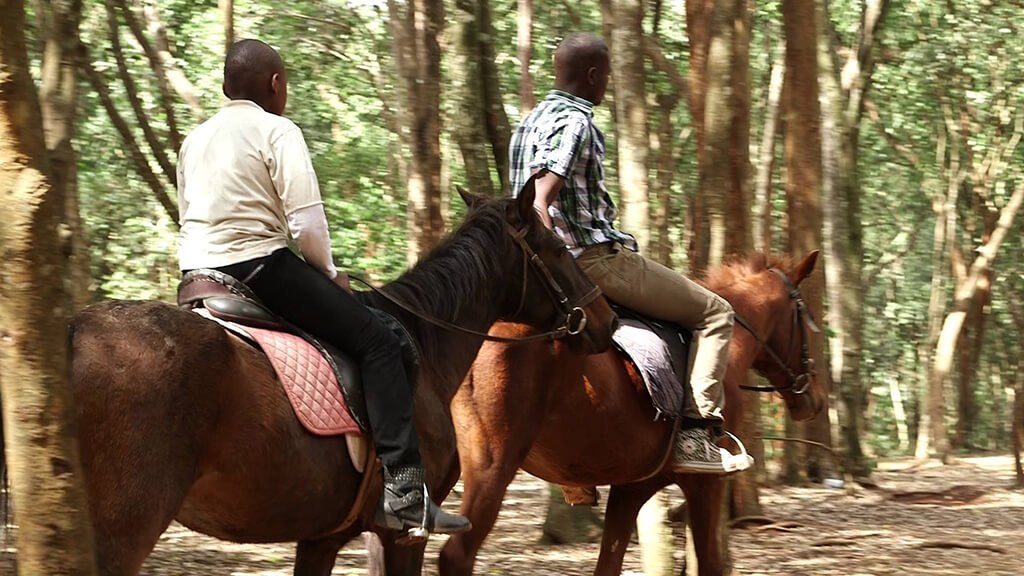 Pony Rides for Kids Parties for a kids birthday party in Nairobi